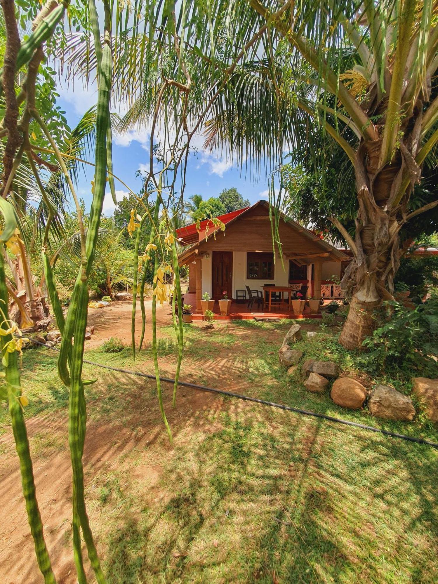 Jungle Eco Lodge & Safari Сігірія Екстер'єр фото